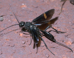 Pristaulacus fasciatus
