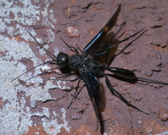 Pristaulacus fasciatus