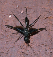 Pristaulacus fasciatus