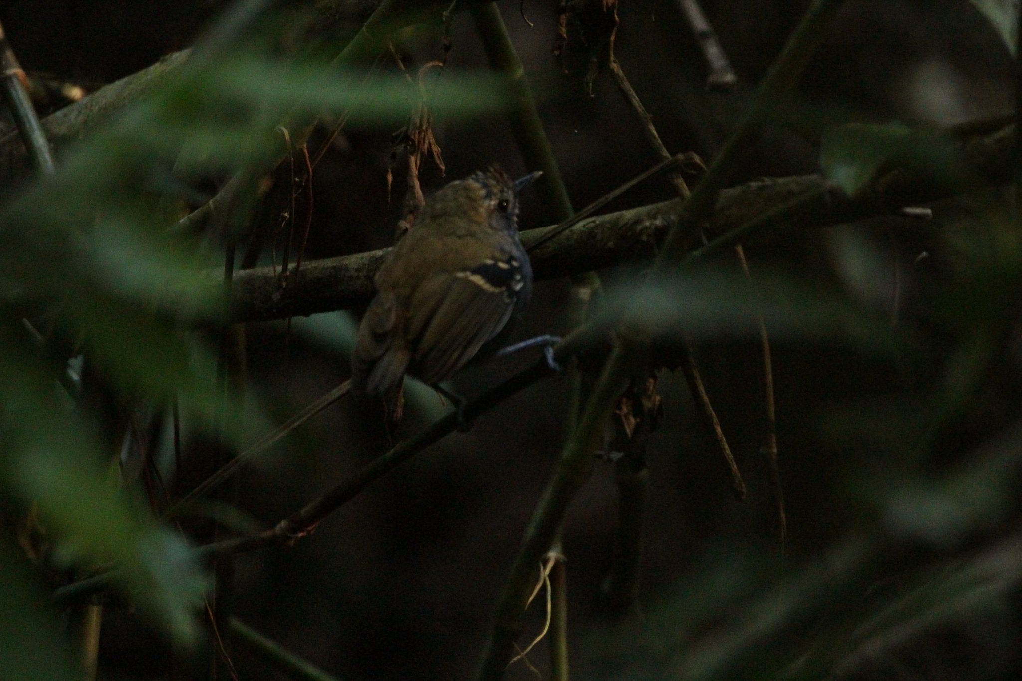 Star-throated Antwren (Rhopias gularis), photo 10