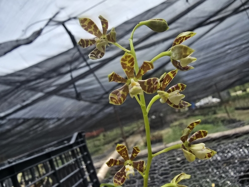 Prosthechea boothiana, photograph 5