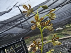 Prosthechea boothiana, photograph (c) Jalil R., some rights reserved (CC BY-SA)