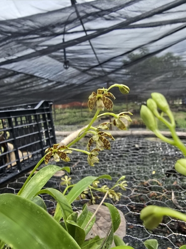 Prosthechea boothiana, photograph 6