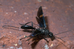 Pristaulacus fasciatus