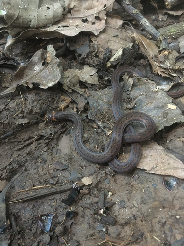 Gaige's Ground Snake