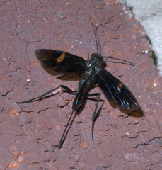 Pristaulacus fasciatus
