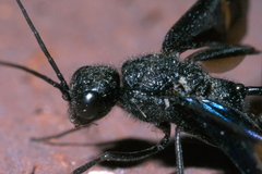 Pristaulacus fasciatus