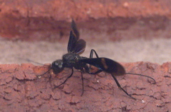 Pristaulacus fasciatus