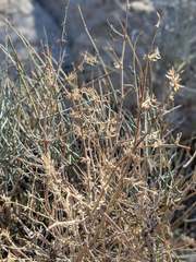 Galium stellatum eremicum