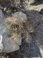 Galium stellatum eremicum