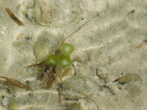 Image of Acetabularia calyculus by (c) Mauricio Soto David, some rights reserved (CC BY)