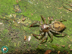 Coryphasia albibarbis