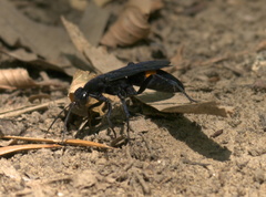 Psorthaspis brimleyi
