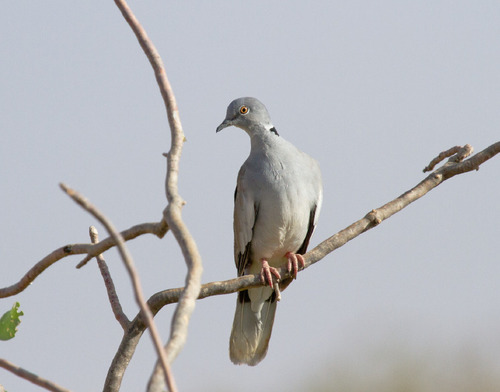 White-winged Collared-Dove