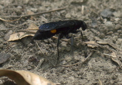 Psorthaspis brimleyi