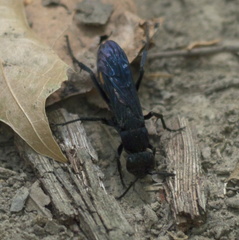 Psorthaspis brimleyi