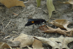 Psorthaspis brimleyi