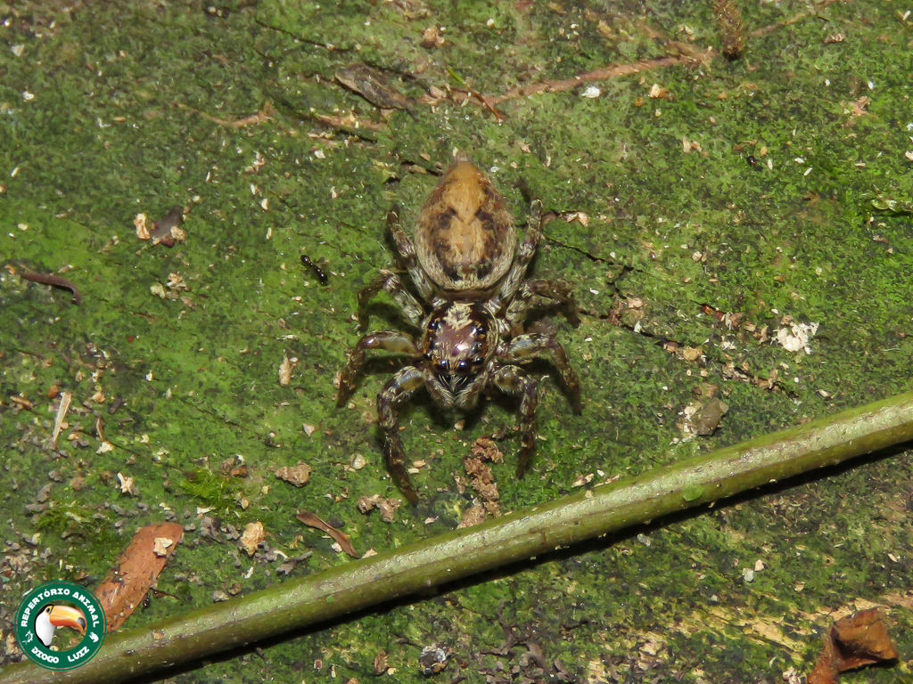 Coryphasia albibarbis