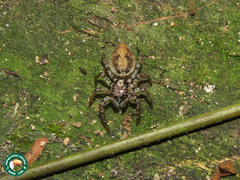 Coryphasia albibarbis