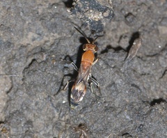Psorthaspis legata