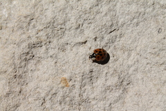 Harmonia axyridis