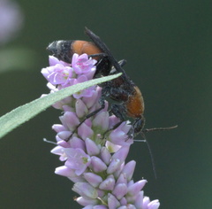 Psorthaspis sanguinea
