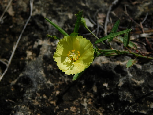 Image of Cienfuegosia yucatanensis by (c) Mauricio Soto David, some rights reserved (CC BY)