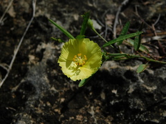 Cienfuegosia yucatanensis