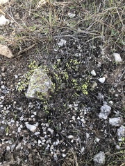 Paronychia lindheimeri