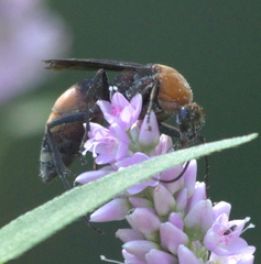 Psorthaspis sanguinea