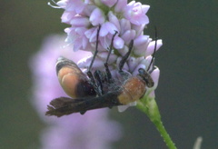 Psorthaspis sanguinea