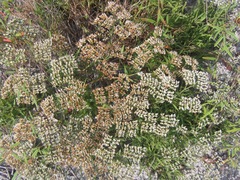 Image of Paronychia rugelii