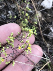 Paronychia lindheimeri