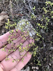 Paronychia lindheimeri