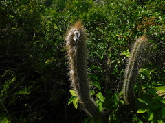 Pilosocereus gaumeri