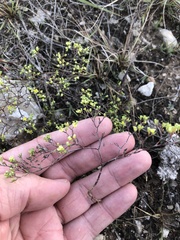 Paronychia lindheimeri