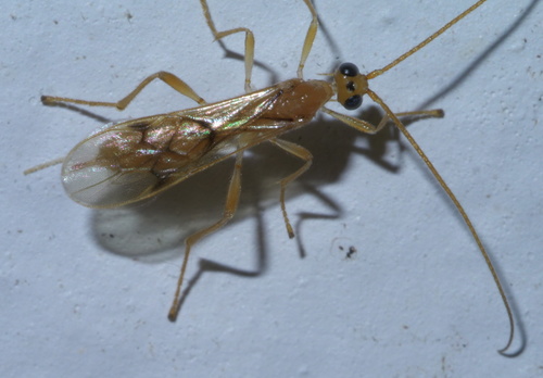 Triraphis harrisinae