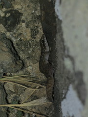 Phyllodactylus galapagensis