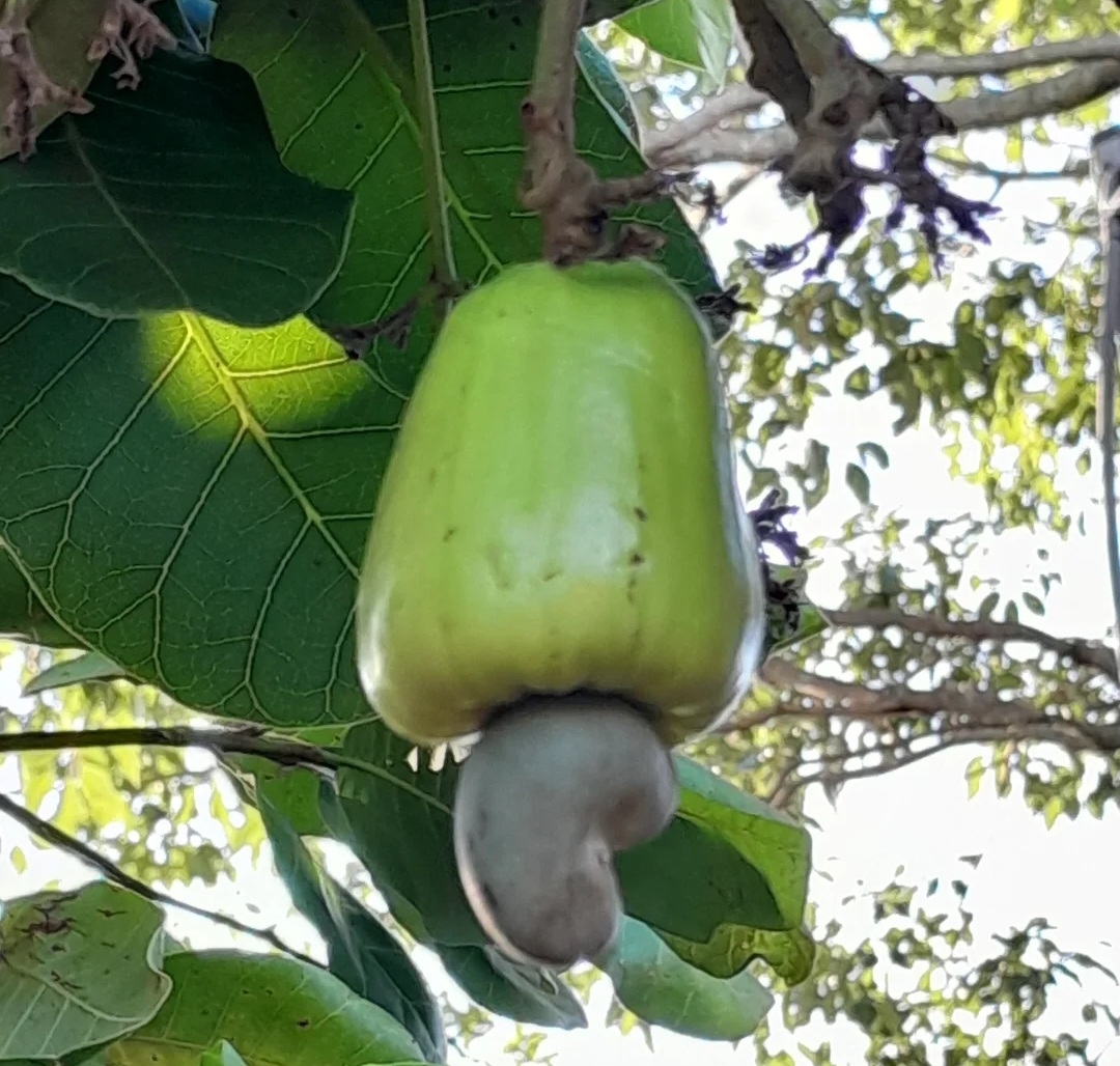 Anacardium occidentale