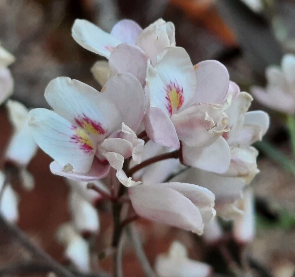 Pterodon pubescens