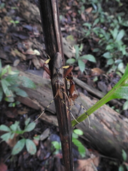 Spathophora biclavata