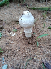 Agaricineae