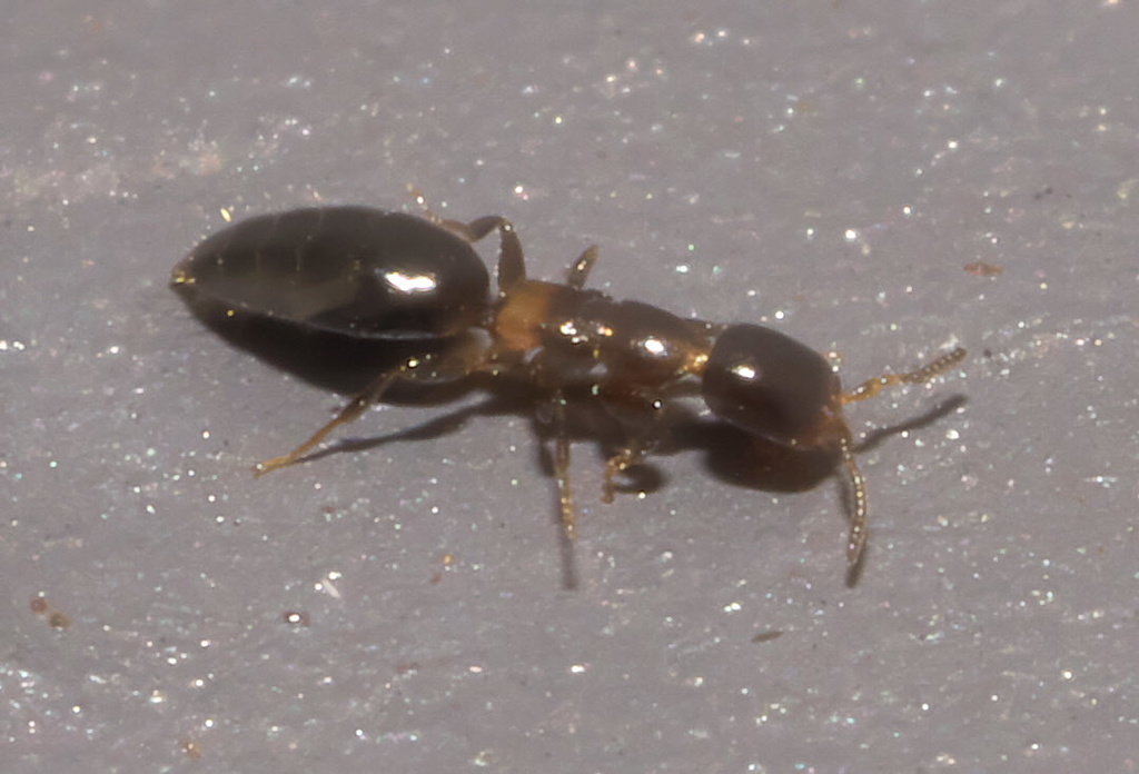 Sclerodermus macrogaster