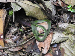 Erythrolamprus typhlus