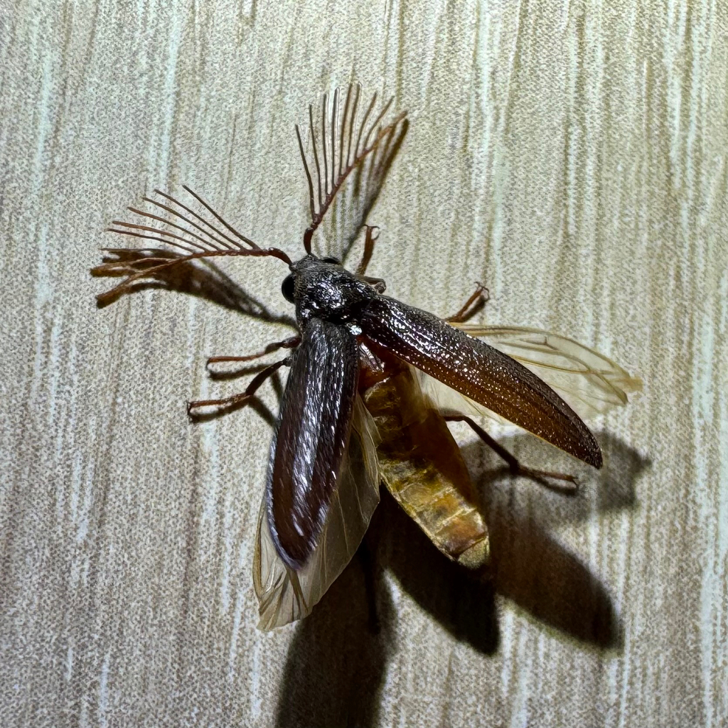 Callirhipis lherminieri