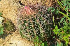 Melocactus curvispinus