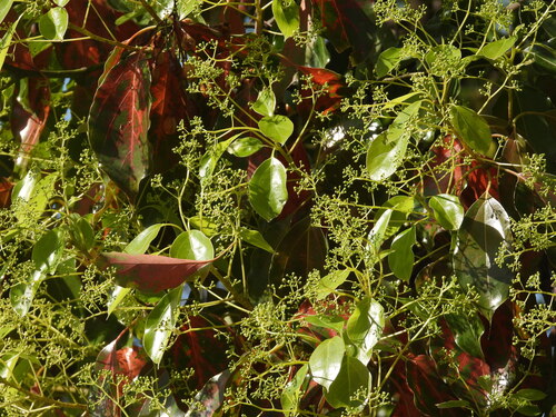 Cinnamomum glanduliferum, 2025-09-18