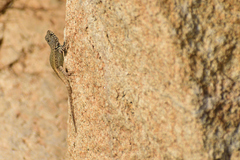 Sceloporus pyrocephalus