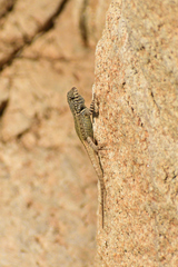 Sceloporus pyrocephalus