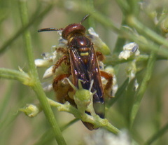 Colpa octomaculata